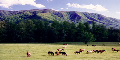Cades Cove scene